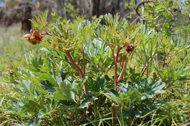 paeonia brownii